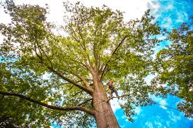 How Our Tree Care Process Works  in  Gold Bar, WA