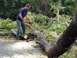 Best Tree Mulching  in Gold Bar, WA