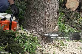  Gold Bar, WA Tree Care Pros