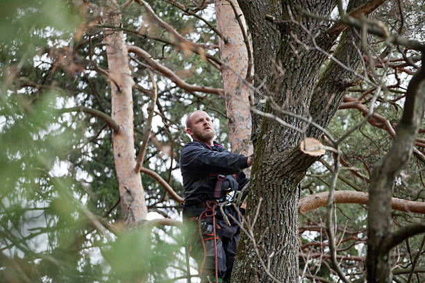 Best Arborist Consultation Services  in Gold Bar, WA