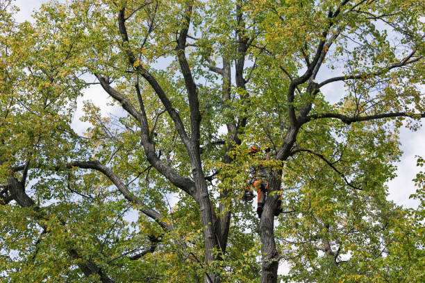 Professional Tree Care in Gold Bar, WA